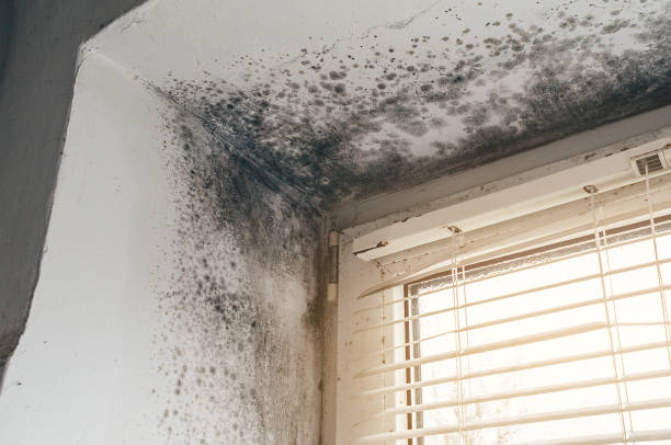 Affordable Basement Mold Removal solutions in Livingston, TN