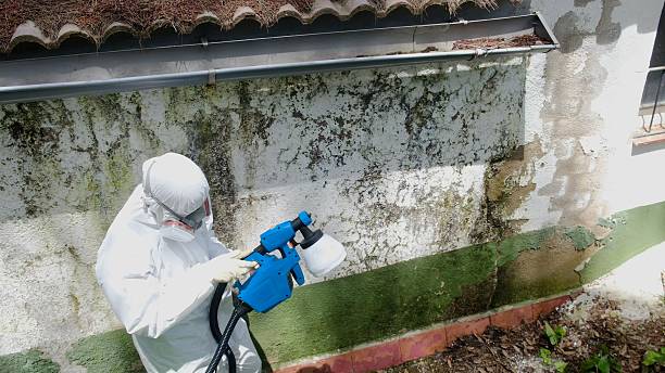 Trusted Black Mold Removal service in Livingston, TN - Cheap Mold Removal